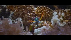 Bande-annonce en anglais