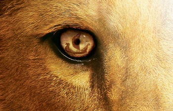 Première affiche du film The Chronicles of Narnia: The Voyage of the Dawn Treader