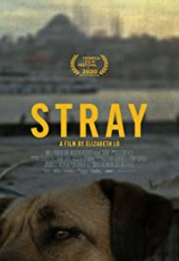 Stray : Le monde des chiens errants