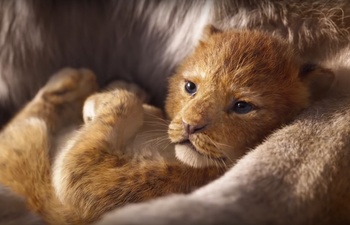 Sorties à la maison : The Lion King